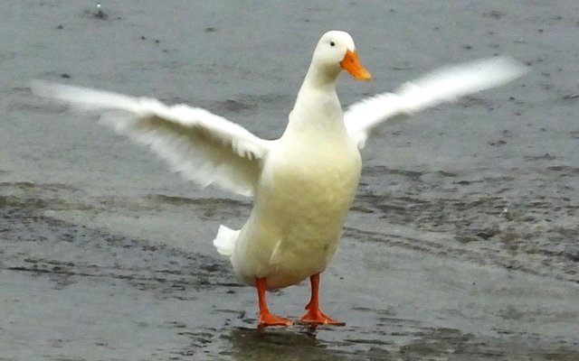 Een van Gansbaai se “soutwater”-eende in Gansbaai hawe is duidelik ewe opgewonde oor die goeie reëns
